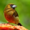 Vousak zejkozoby - Semnornis frantzii - Prong-billed Barbet o1455